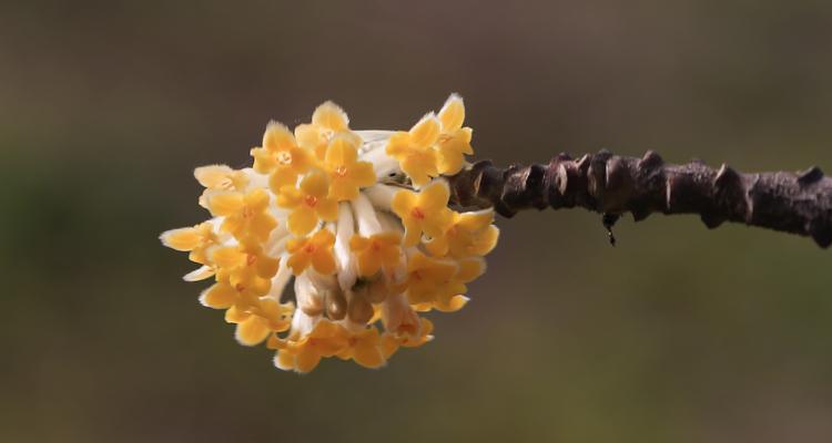 以结香花的寓意与象征意义（以结香花的美丽与独特性）