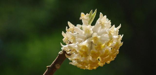 以结香花花语之美——传递爱意的花朵（通过以结香花花语传递爱意）