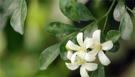 九里香花语与寓意（揭秘九里香的神秘花语）