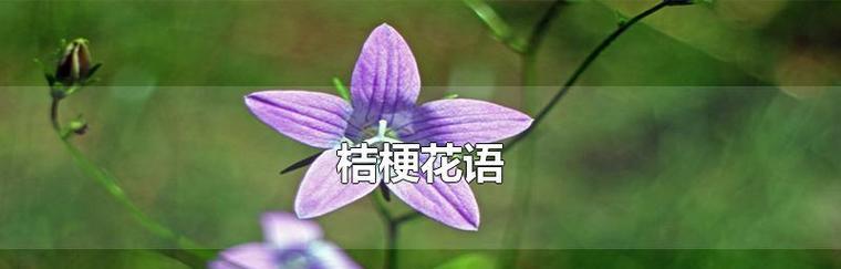 桔梗花——希望与友谊的象征（桔梗花语及美丽的花朵图片欣赏）