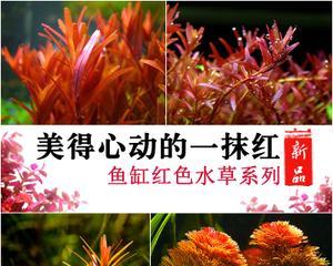 红菊水草的养殖技术与注意事项（红菊水草好养吗）