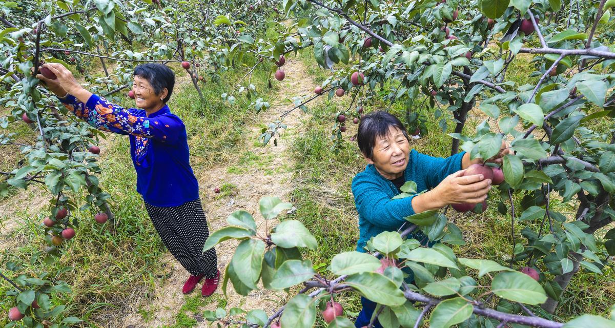 红梨成熟采摘时间及注意事项（从花期到成熟期）