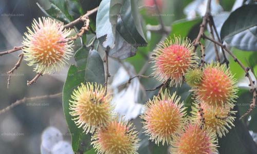 红毛丹，夏季鲜果的代表（什么季节成熟上市）