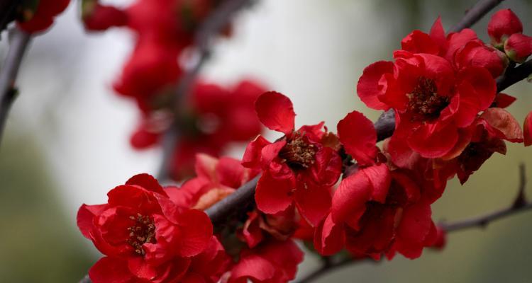 红梅花开在何时（探秘红梅花的生长环境）