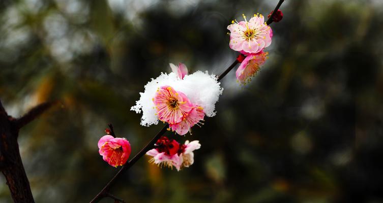 红梅怒放的冬日（揭秘红梅冬天开花的原因与种植技巧）