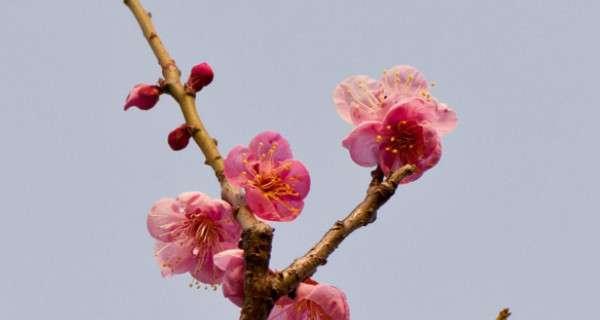 红梅花开花时间及花期分析（早春赏花）