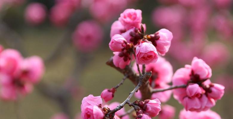 红梅开花时间及花期（寒冬中的瑰宝）