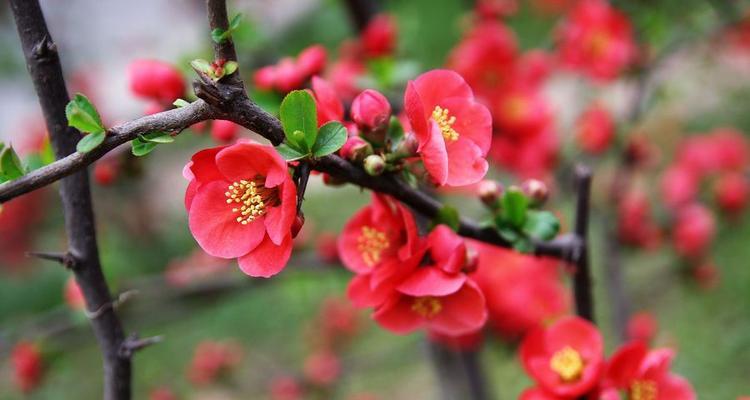 红梅——中国传统文化中的代表性植物