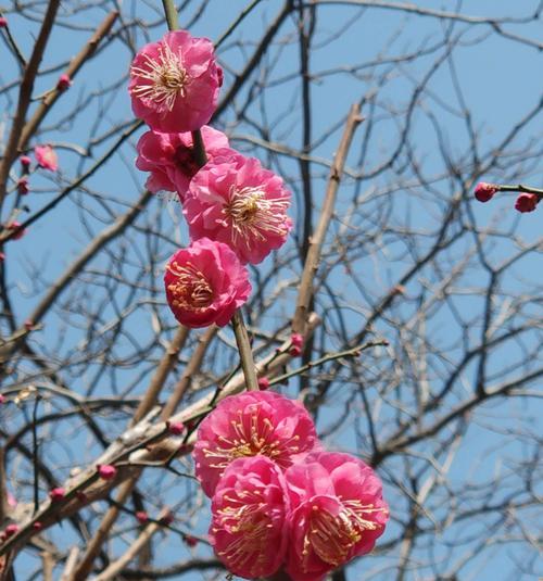 红梅开花季节（赏花的最佳时间和注意事项）