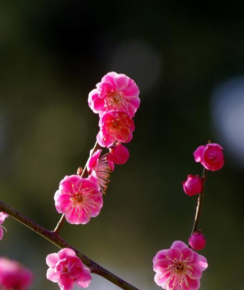 红梅四季开花，不一般的魅力（探索红梅四季开花的原理和魅力）