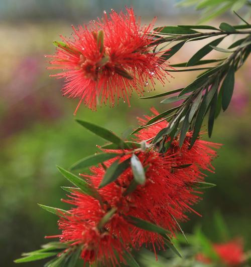 红千层开花时间及花期分析（一年开几次花）