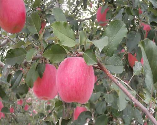 红肉苹果种植条件适宜的地区及要点介绍（打造红色果园）