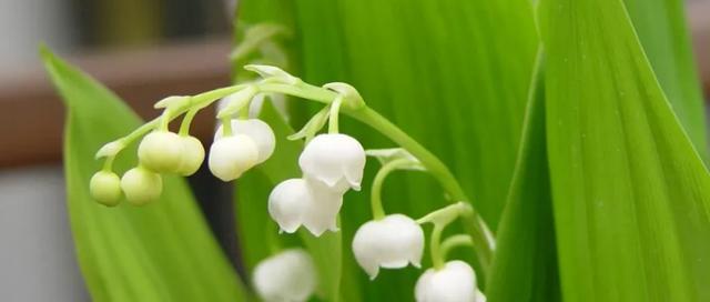 铃兰花语与寓意——探索自然之美（唤醒心灵的花香）