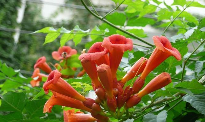 凌霄花的寓意象征与意义（探索凌霄花背后的象征意义及其文化内涵）