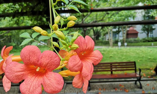 凌霄花花语的象征与寓意（揭秘凌霄花背后的神秘力量与意义）