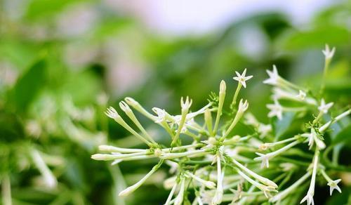 夜来香开花时间及特点（每年开花次数）