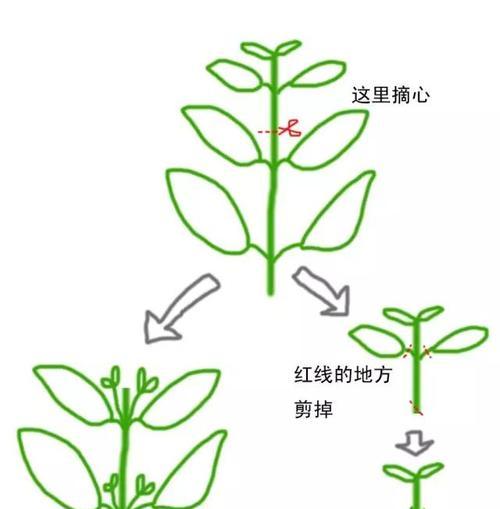 如何让生活一帆风顺（解决叶子下垂问题）