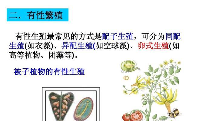 衣藻的无性和有性繁殖方式剖析（无性繁殖的特点与方法）