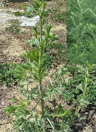 茵陈采摘与收获季节详解（探秘茵陈的采摘方法及注意事项）