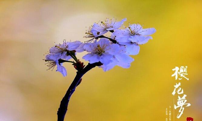 樱桃花的花语（樱桃花花语的深层意义与象征）