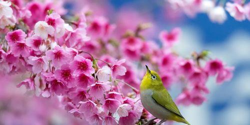 樱桃花花语与文化传承——美丽与希望的象征（探寻樱桃花背后的深刻寓意与美丽传说）