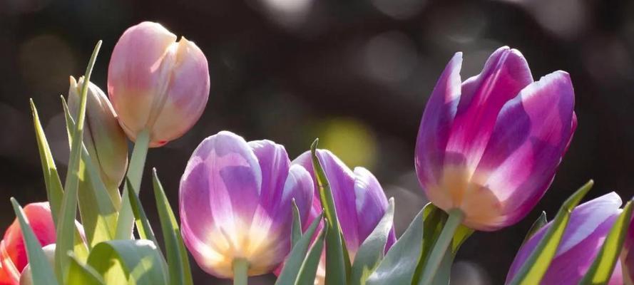 郁金香花语与寓意（花开花落）