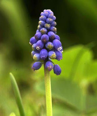 紫风信子花语——寓意与象征的美丽（深入解读紫风信子花语）