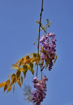 紫藤罗花花语（探寻紫藤罗花的神秘花语之意）