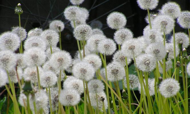 花开花落，寄托心愿（迷迭香）