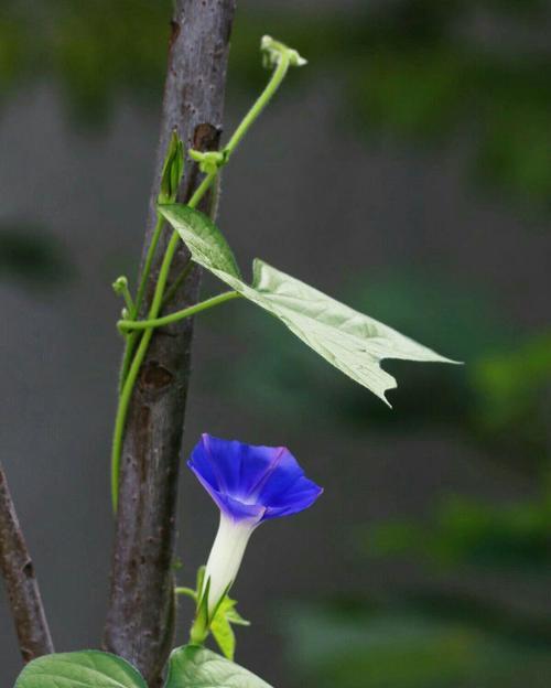 白色牵牛花的花语与意义（探寻牵牛花的美丽与神秘）