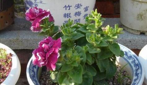 金鱼花是喜阳光还是喜阴的植物（探究金鱼花的生长环境和条件）