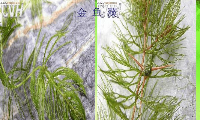 金鱼藻属于什么植物类型？——探究水生植物中的特色品种