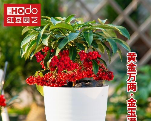 如何种植金玉满堂花（培养技巧与常见问题）