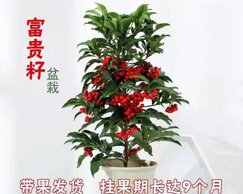 金玉满堂开花结果指南（掌握开花时间）