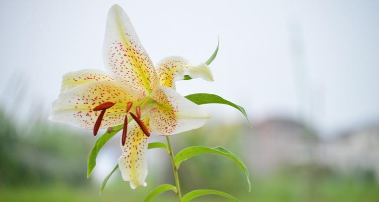 百合花的寓意与象征风水（揭示百合花所蕴含的吉祥与和谐）