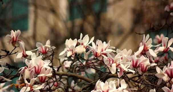 保定的市花及其象征意义（保定市的花卉代表和寓意）