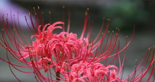 彼岸花（揭示彼岸花的花语之美）