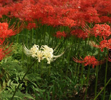 彼岸花的花语之解读（彼岸花的颜色及其象征含义）