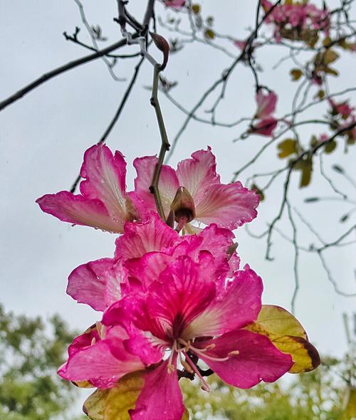 绽放亲情的花——爱与陪伴（感恩）