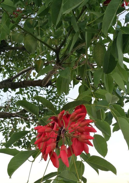 花语庆祝祝贺，传递心意（以花朵为媒介）