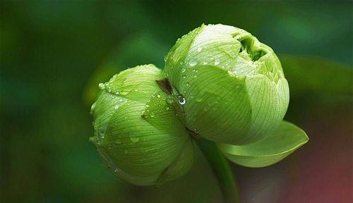 并蹄莲花的花语与美丽之谜（探秘并蹄莲的意义与传说）