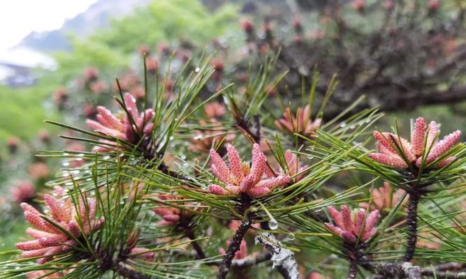 蓬莱松开花的奇迹（探秘蓬莱松开花的过程及特点）