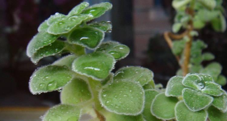 碰碰香：一种来自热带雨林的神奇植物