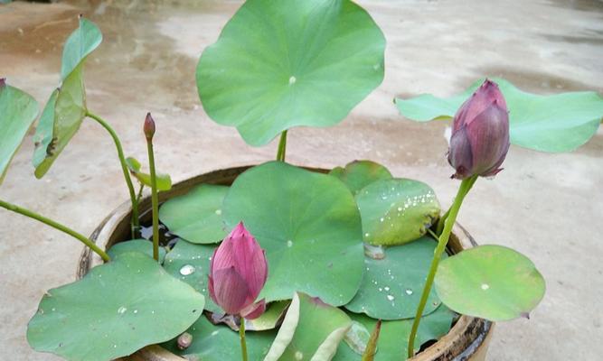 碗莲开花的生长过程（探究碗莲开花的时间和影响因素）