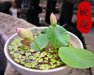 碗莲的四季花开之谜（探究碗莲为何四季花开的原因）