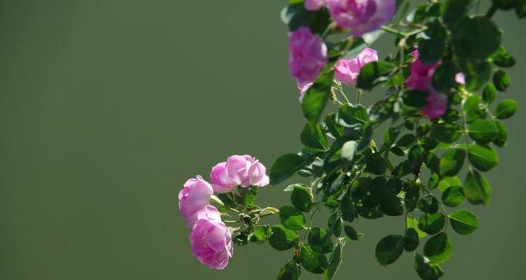 澳洲野蔷薇花语（探索澳洲野蔷薇的花语）