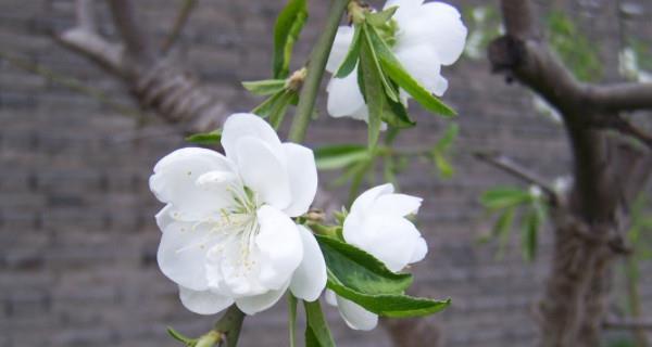 白菊花的花语与意义（揭示白菊花的神秘语言）