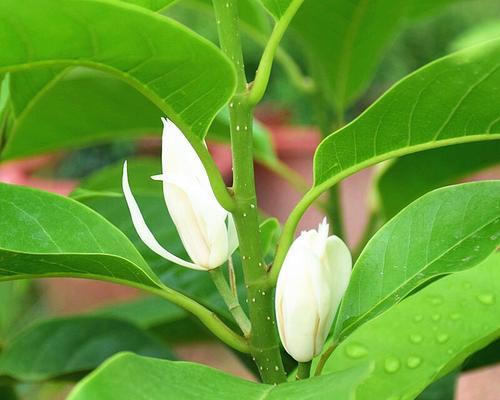 白兰花的寓意与美丽（探索白兰花的象征意义与魅力）