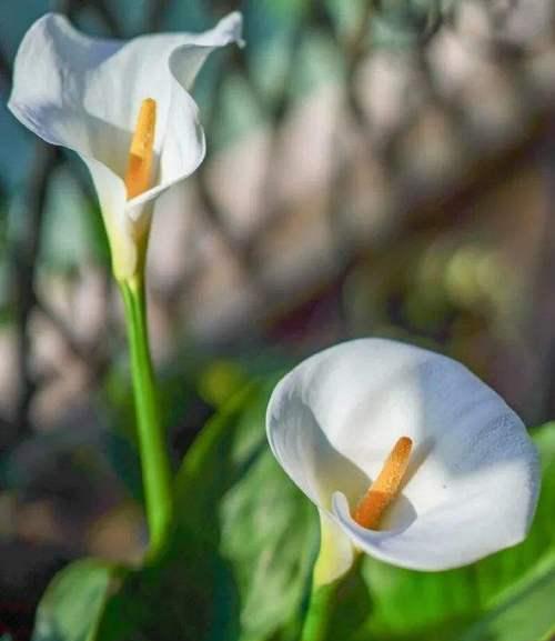 白色马蹄莲花语与美好生活（悦动清净的生命之花-白色马蹄莲）