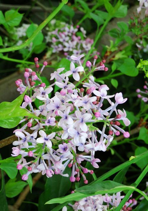 丁香花的开花时间和特点（探究丁香花的开花规律及花色变化）